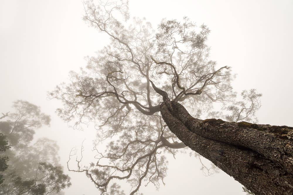 Ethereal Foggy Tree by Karsten Wrobel — canvas wall art