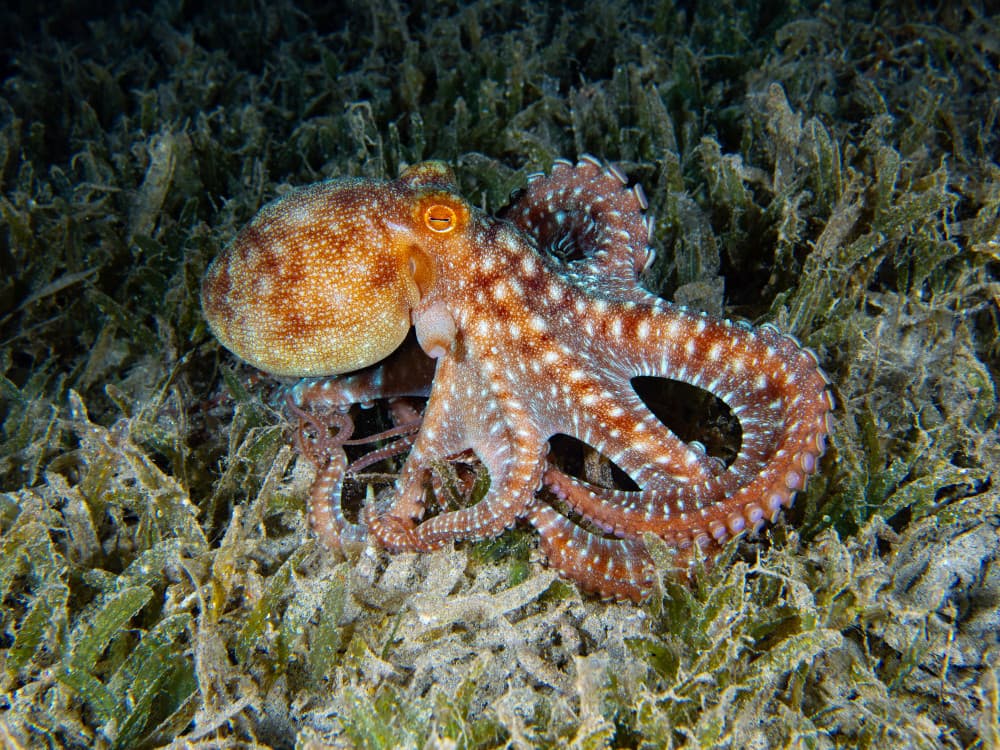 Vibrant Underwater Octopus by Ilan Ben Tov — canvas wall art