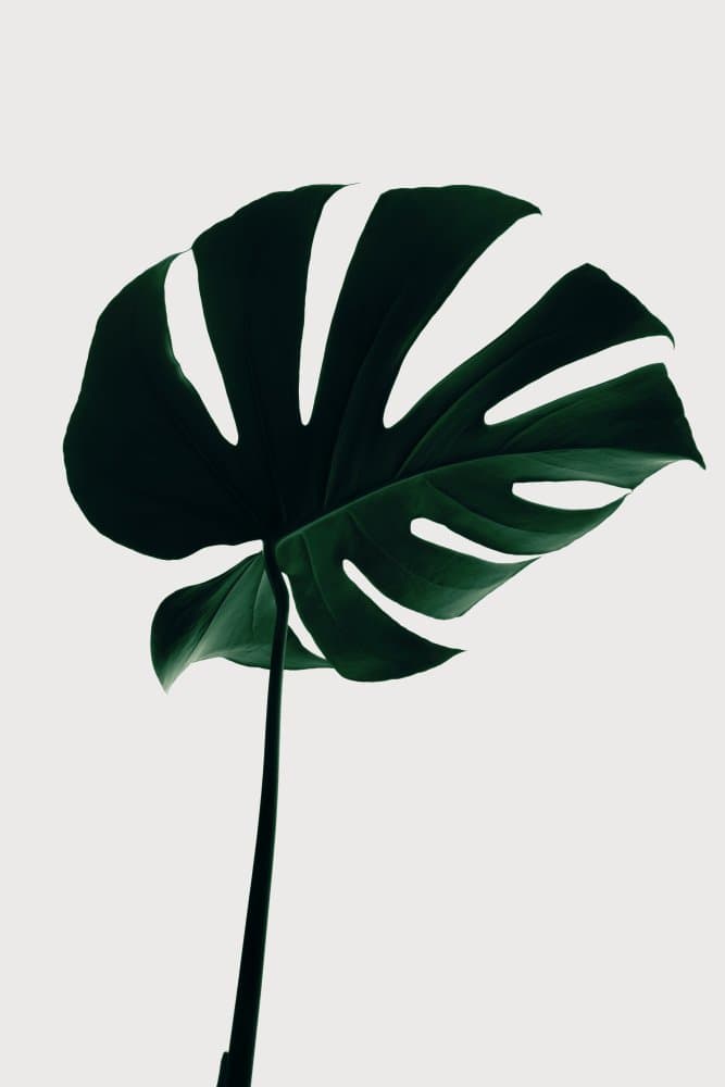 Elegant Green Monstera Leaf by Pictufy Studio III — canvas wall art