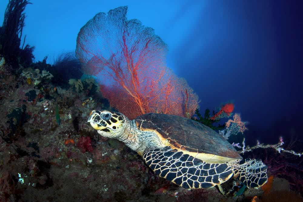 Coral Reef Sea Turtle by Cédric Péneau — canvas wall art