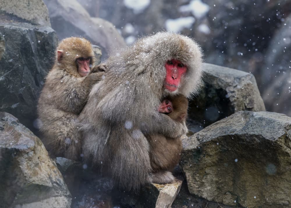 Japanese Snow Monkeys by Joanna W — canvas wall art