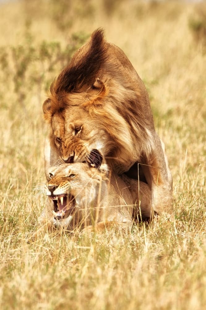 Savanna Lions Mating by Mohammed Alnaser — canvas wall art