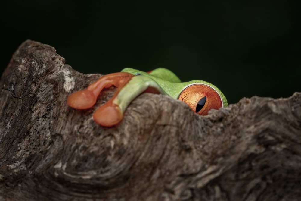 Peeking Red-Eyed Frog by Tantoyensen — canvas wall art