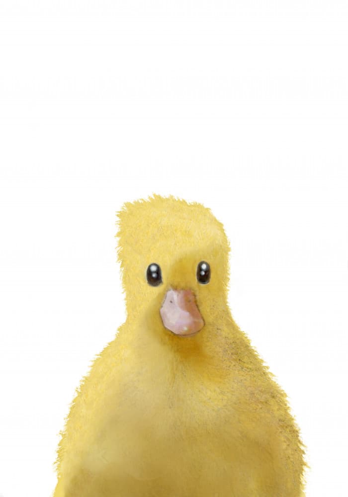 Cute Yellow Duckling by Pictufy Studio II — canvas wall art