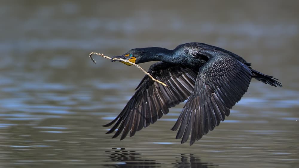 Cormorant with Nest Stick by verdon — canvas wall art