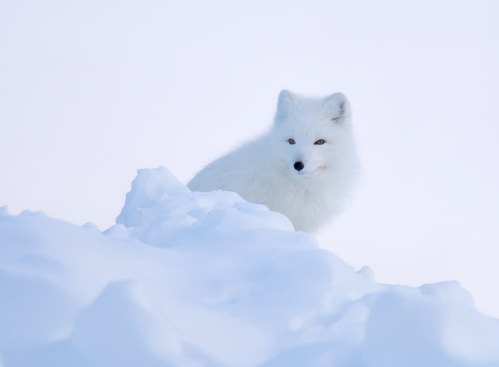 Arctic Fox in Snow by MIN LI — canvas wall art
