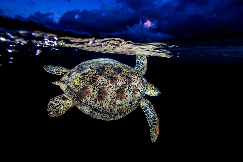 Sea Turtle Night Swim by Barathieu Gabriel — canvas wall art