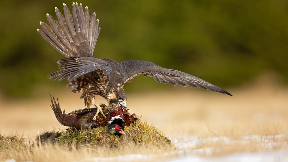 Peregrine Falcon Hunt by Milan Zygmunt — canvas wall art