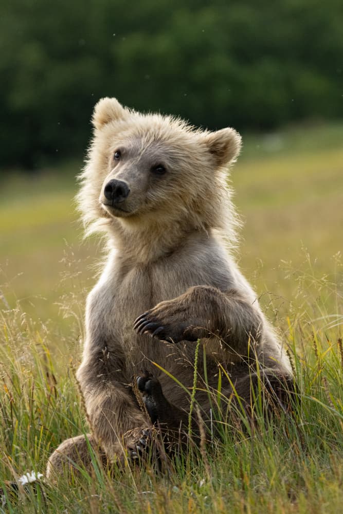 Golden Hour Bear Cub by Barbara Gill — canvas wall art