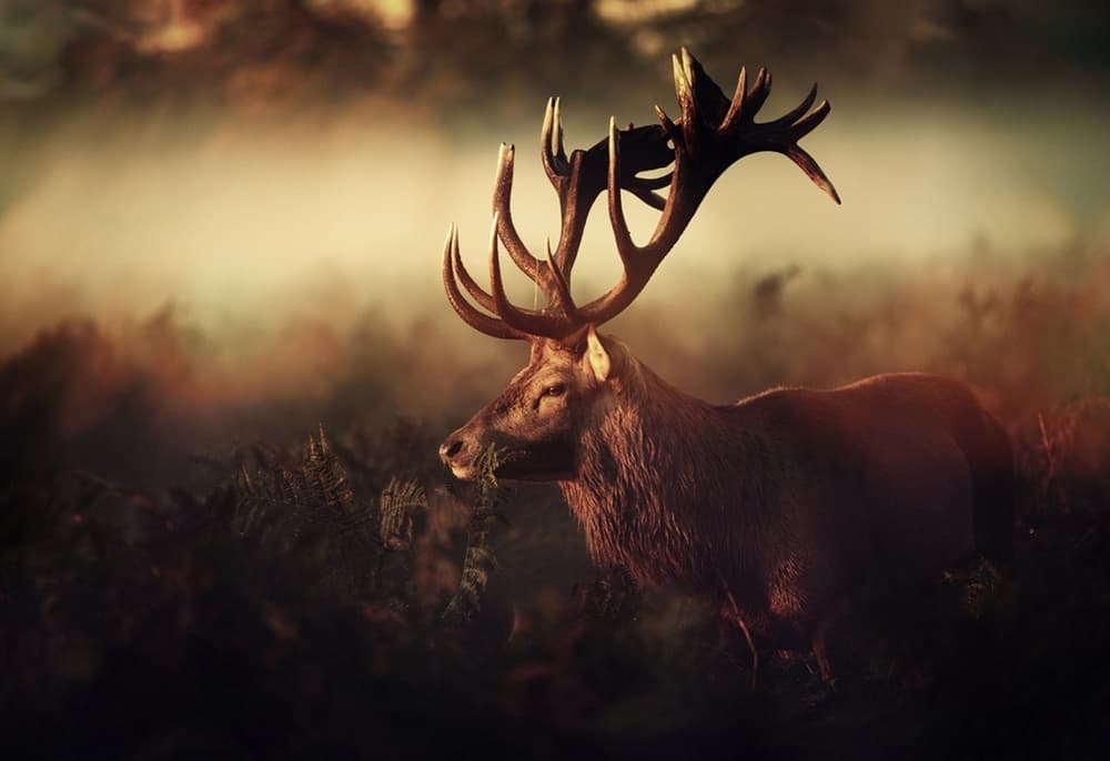Majestic Forest Stag by Robert Fabrowski — canvas wall art