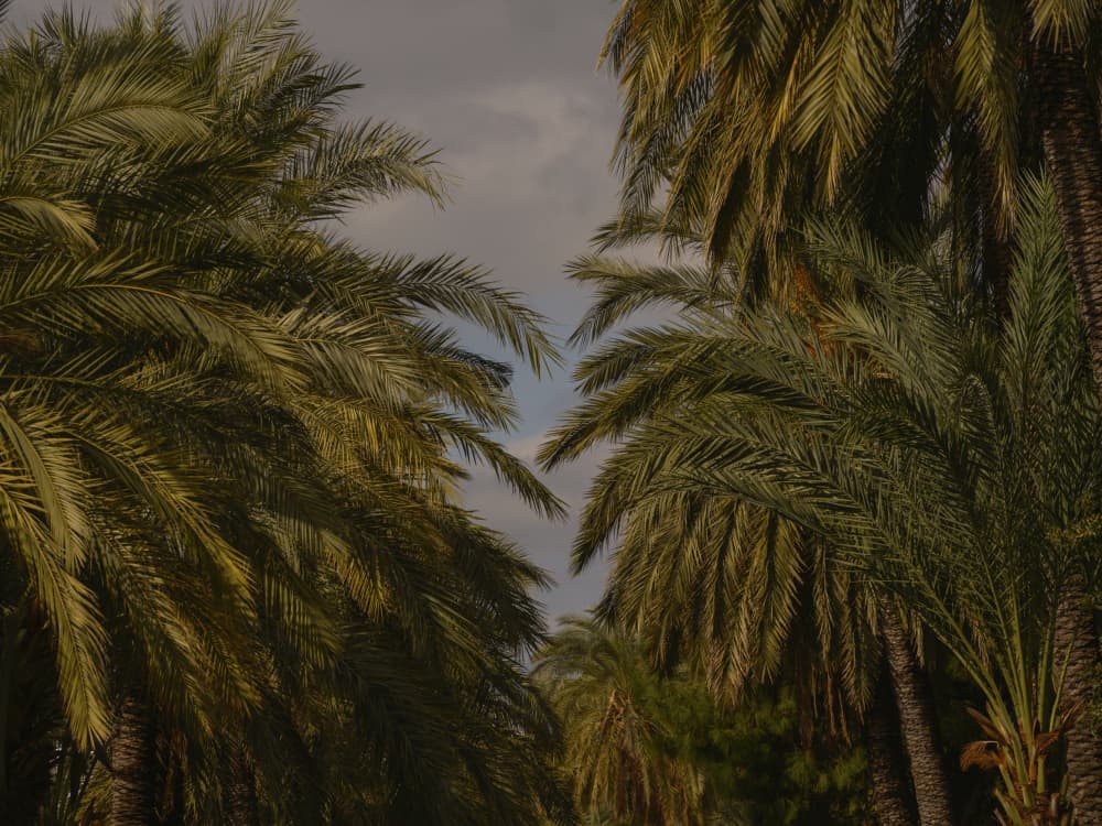 Serene Tropical Palms by engin akyurt — canvas wall art