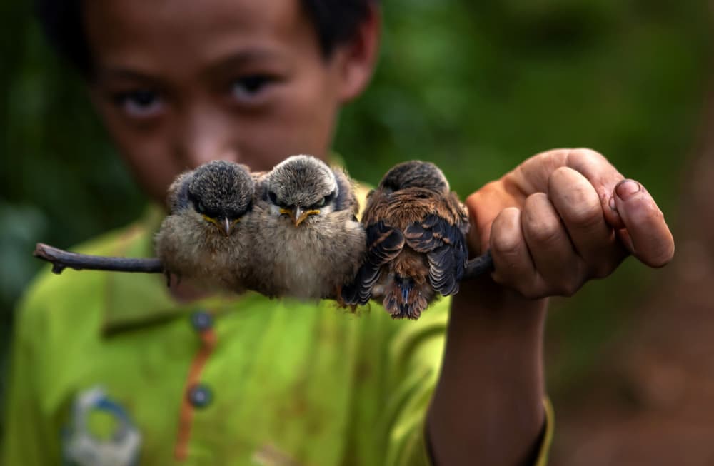 Boy Holding Baby Birds by yibing Nie — canvas wall art