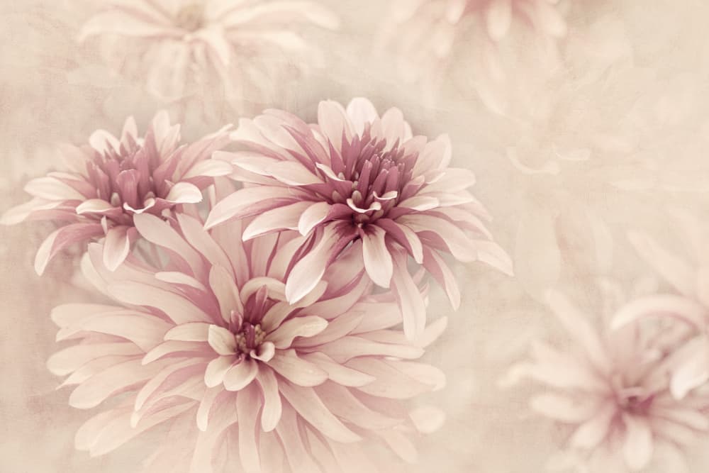 Soft Pink Dahlias by Jacky Parker — canvas wall art