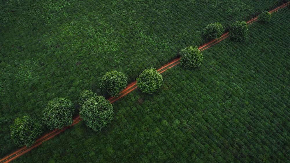 Green Fields Country Road by TIANQI — canvas wall art