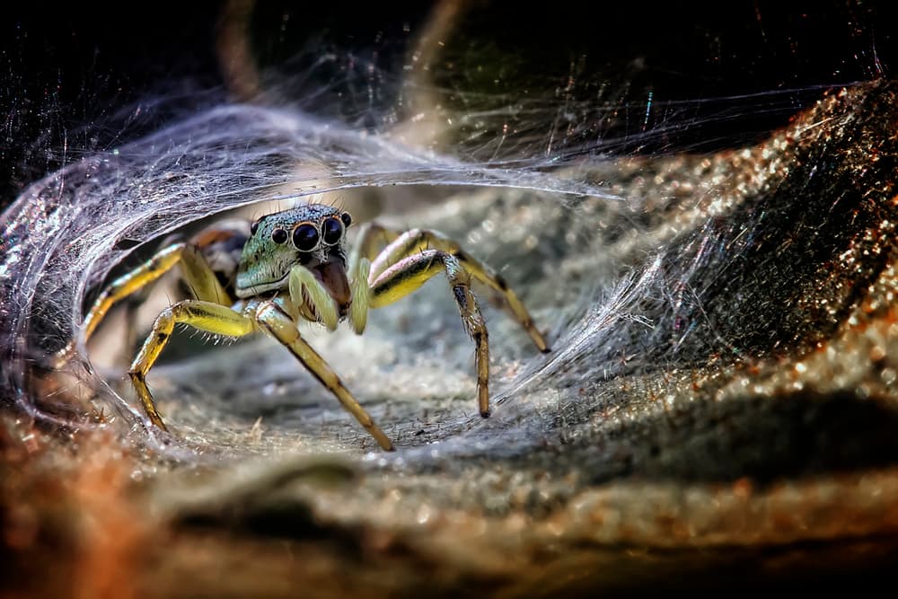 Jumping Spider In Web by Fauzan Maududdin — canvas wall art