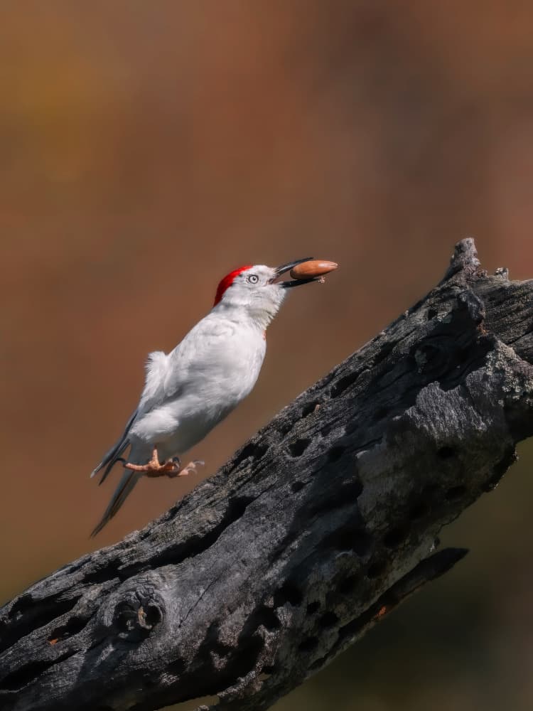 White Woodpecker with Acorn by Taksing (吉星高照) — canvas wall art