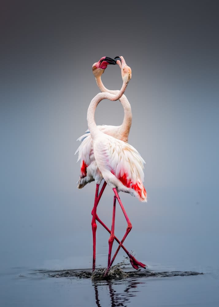 Elegant Flamingo Embrace by Songhu Yan — canvas wall art