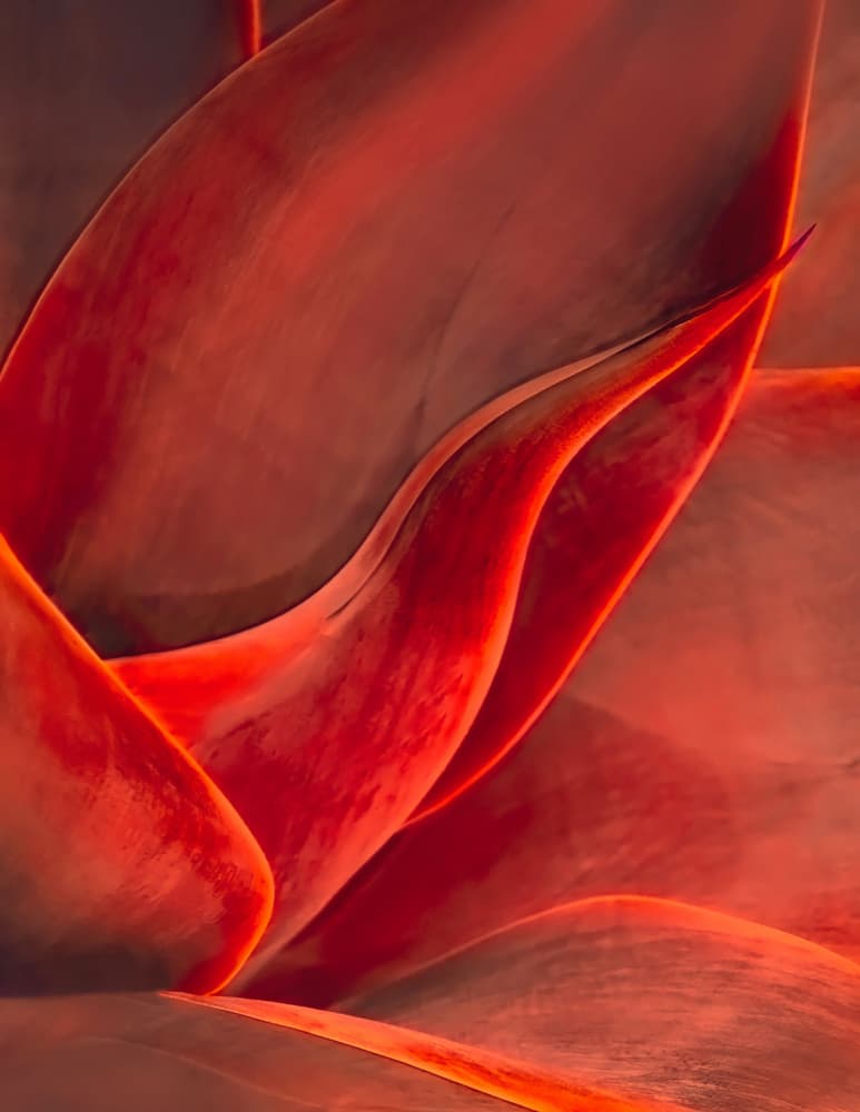 Red Organic Curves by Robin Wechsler — canvas wall art