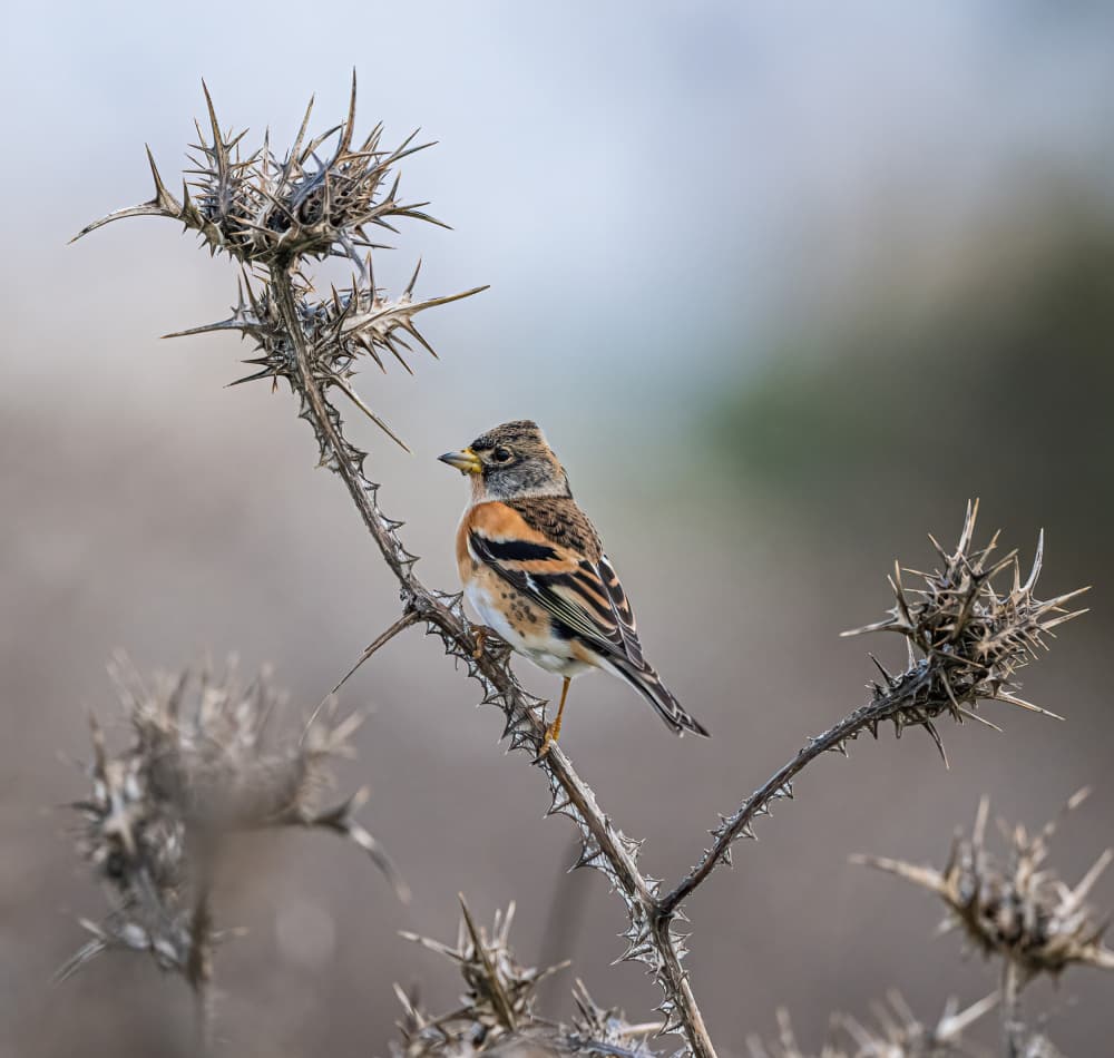 Brambling on Thorny Branch by Eldad Levin — canvas wall art