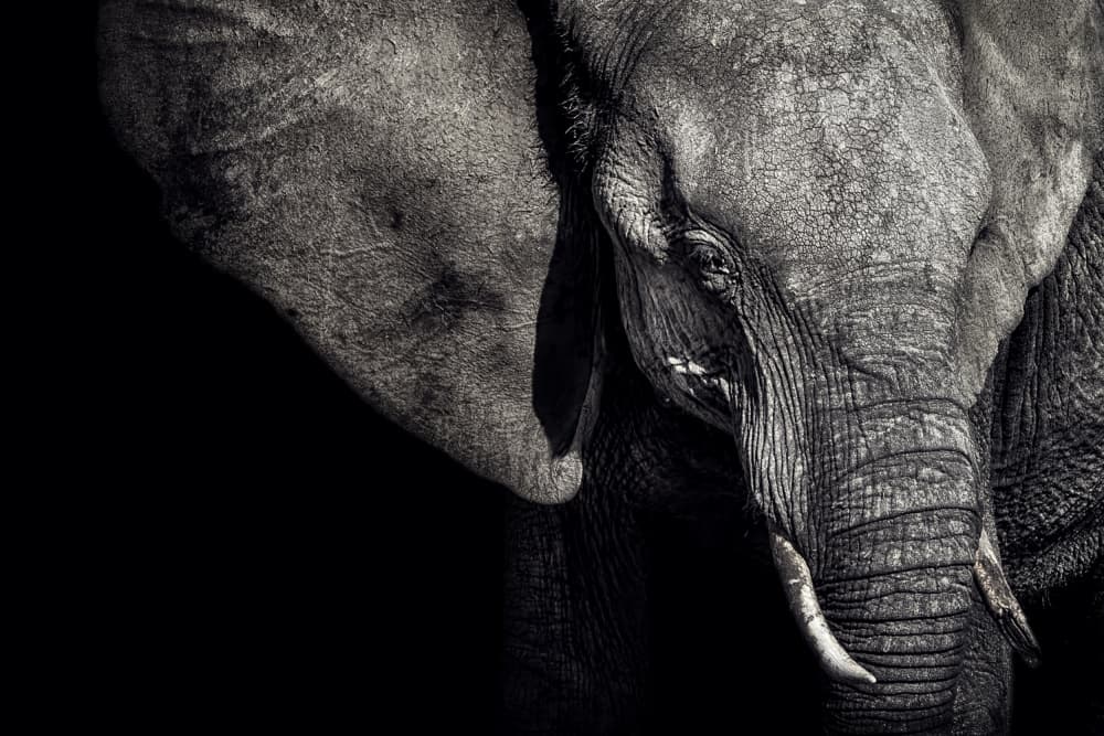 Dark Elephant Portrait by Piet Flour — canvas wall art