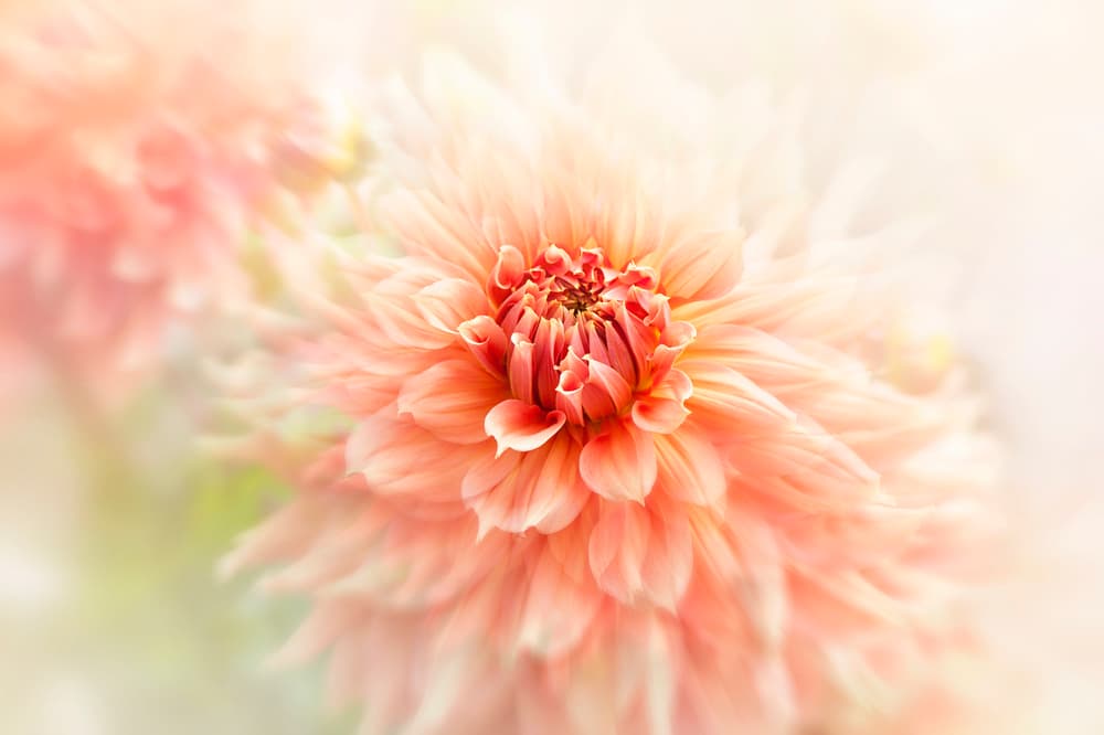 Soft Peach Dahlia by Jacky Parker — canvas wall art