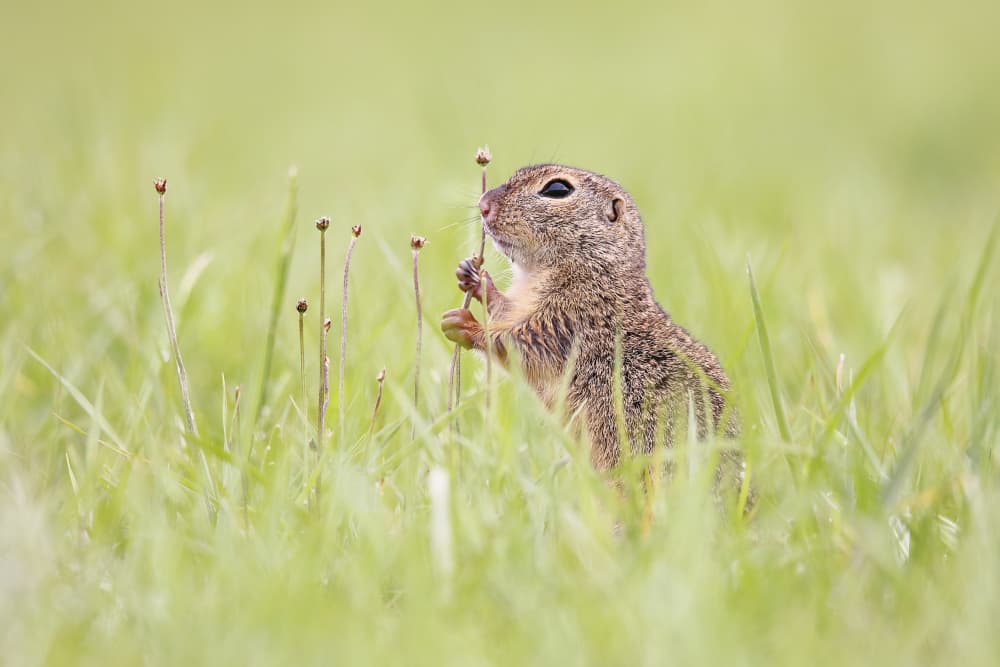 Curious Ground Squirrel by Judith Kuhn — canvas wall art