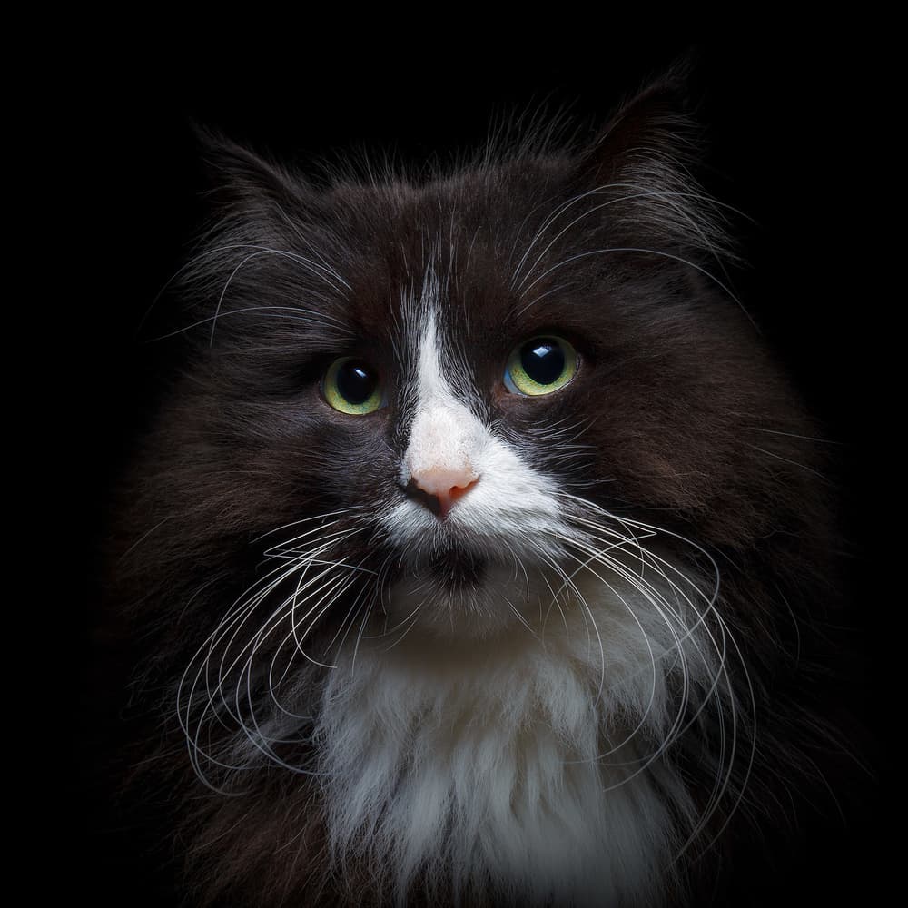 Green Eyed Tuxedo Cat by Rico Cavallo — canvas wall art