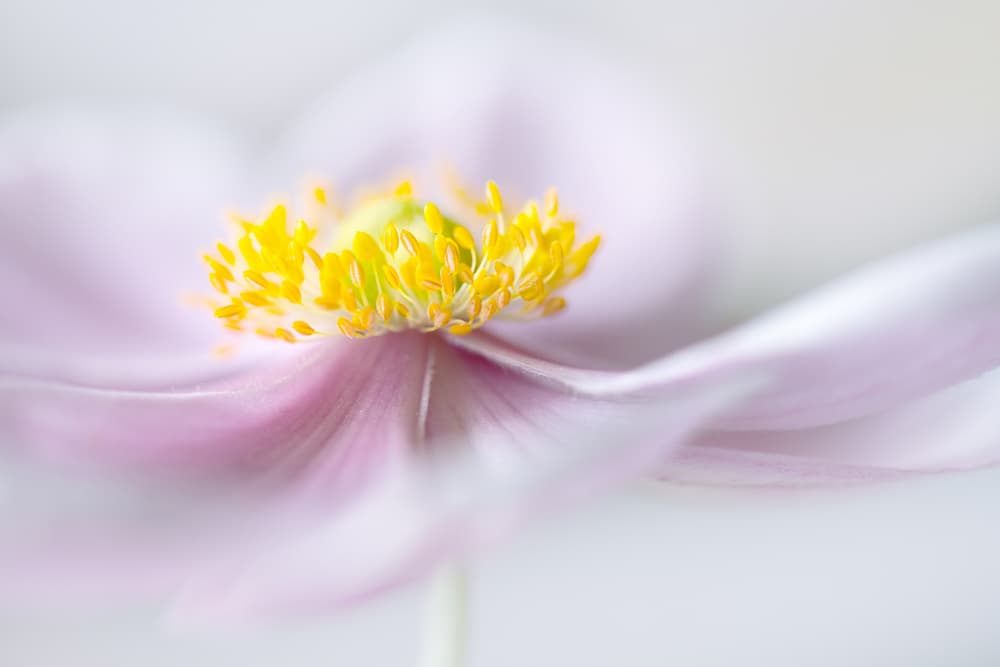 Anemone by Mandy Disher — canvas wall art