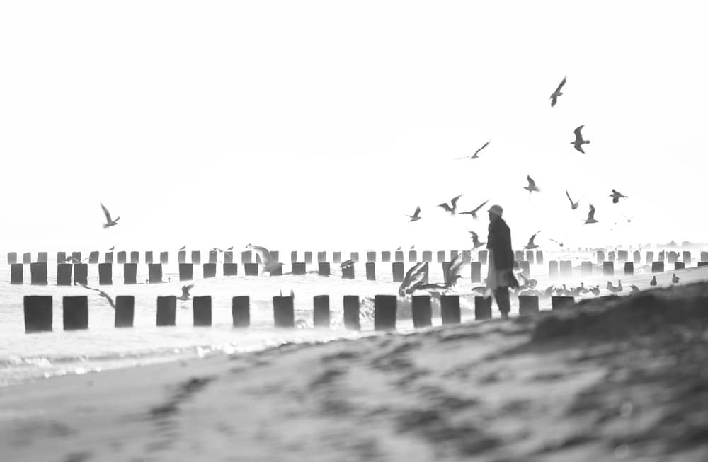 Seaside Stroll With Gulls by Anna Niemiec — canvas wall art