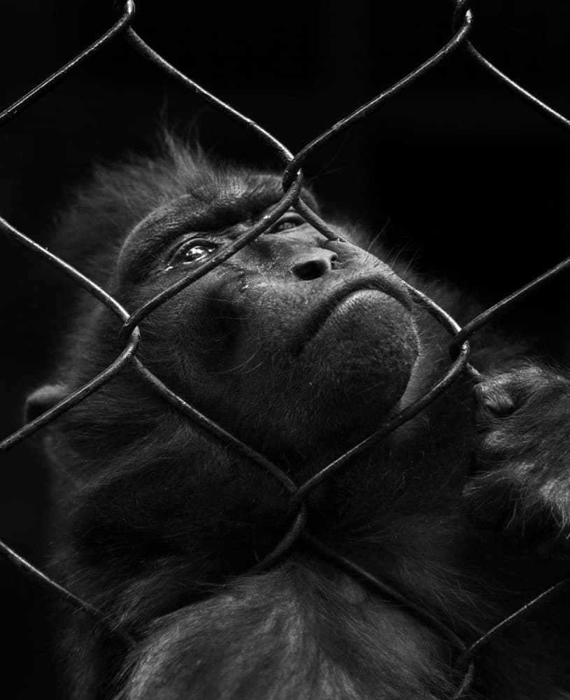 Caged Monkey Gaze by Nunu Rizani — canvas wall art