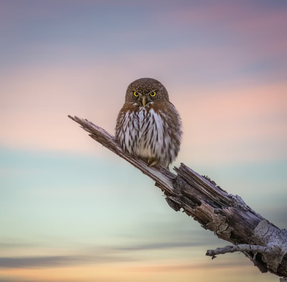 Tiny Owl Pastel Sky by Taksing (吉星高照) — canvas wall art
