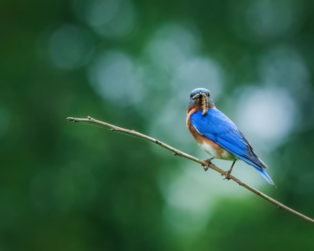 Bluebird with Worm by Xiao Cai — canvas wall art