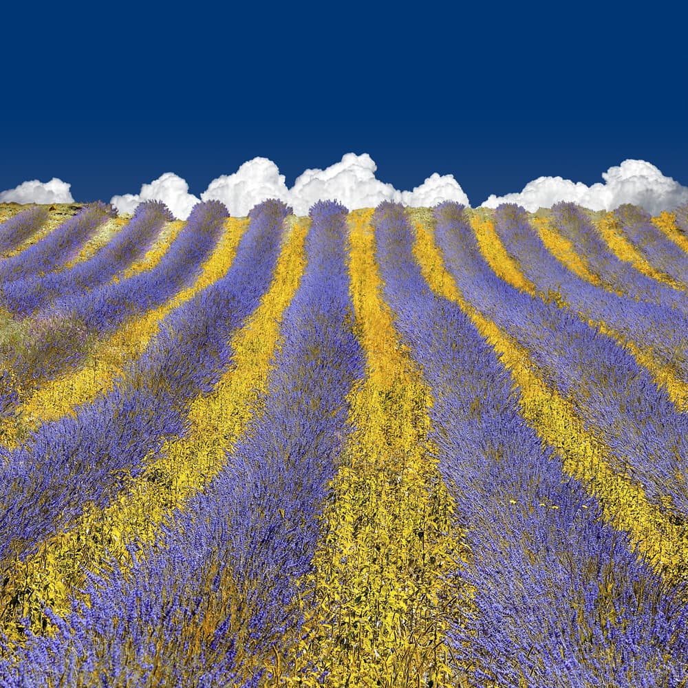 Colorful Lavender Rows by Lars van de Goor † — canvas wall art