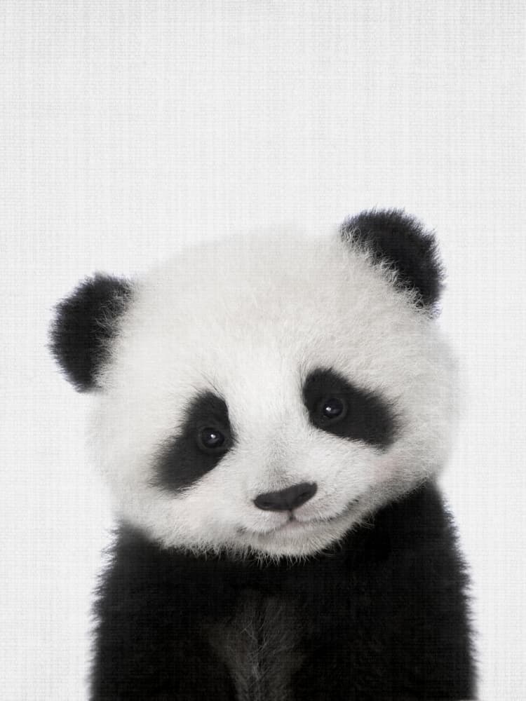 Cute Baby Panda by Lila & Lola — canvas wall art