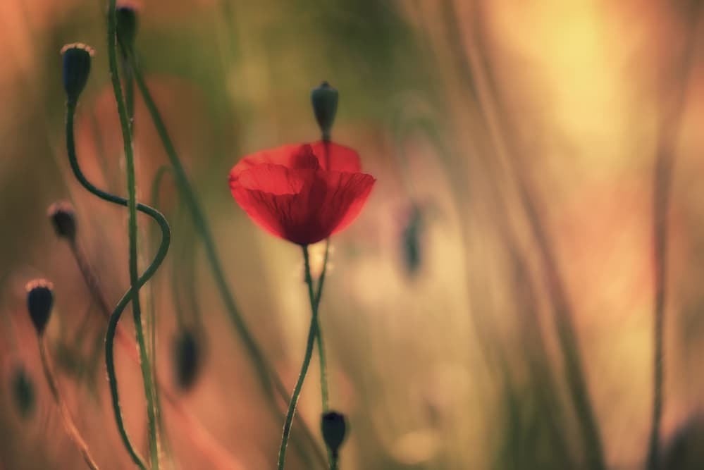 Dreamy Red Poppy by Keren Or — canvas wall art