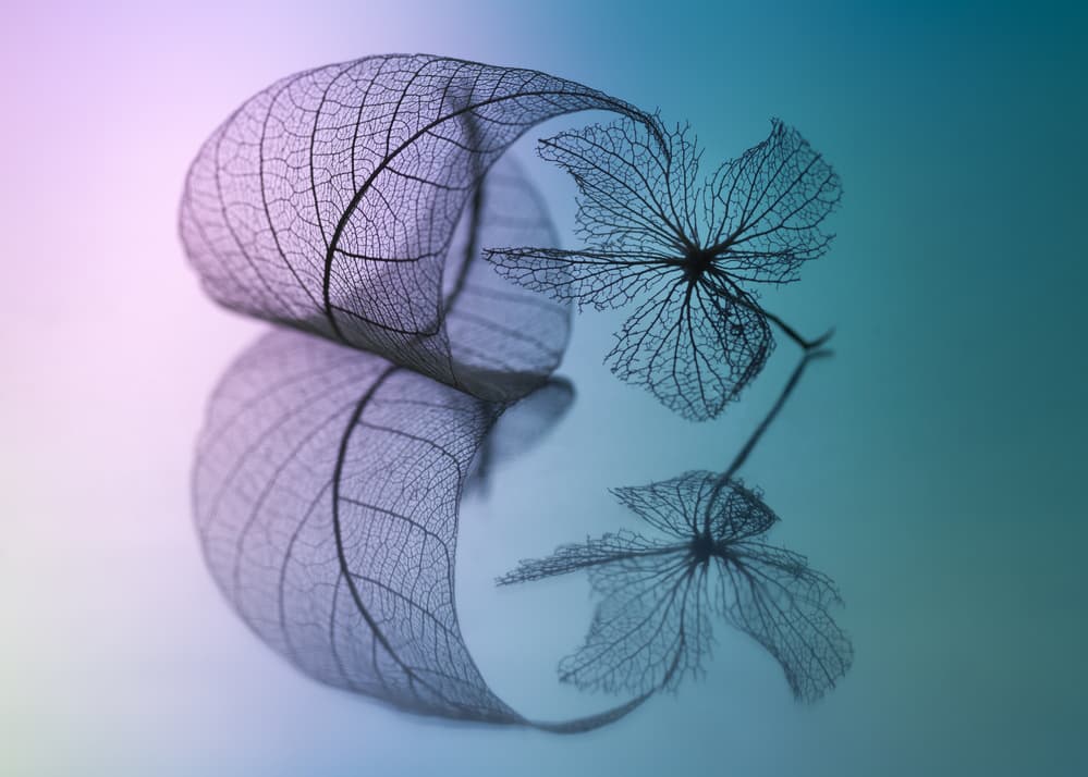 Delicate Skeleton Botanicals by Shihya Kowatari — canvas wall art
