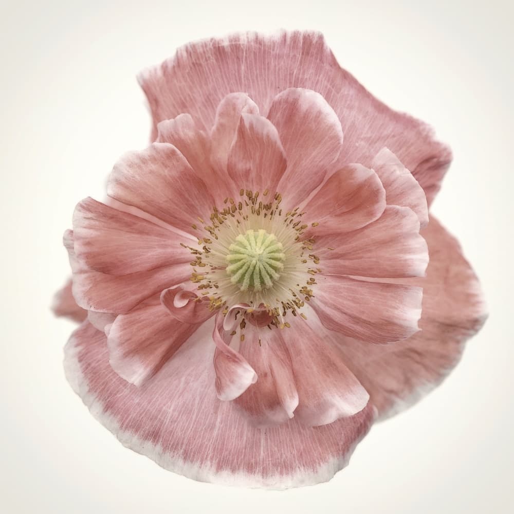 Delicate Pink Poppy by Lotte Grønkjær — canvas wall art