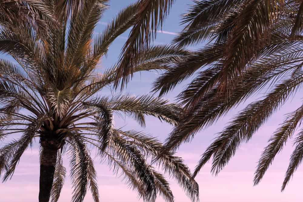 Pink And Blue Palm Sky by Pictufy Studio III — canvas wall art