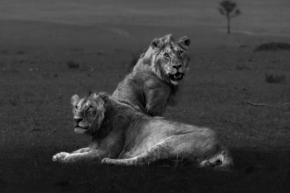 Majestic African Lions by Roshkumar — canvas wall art