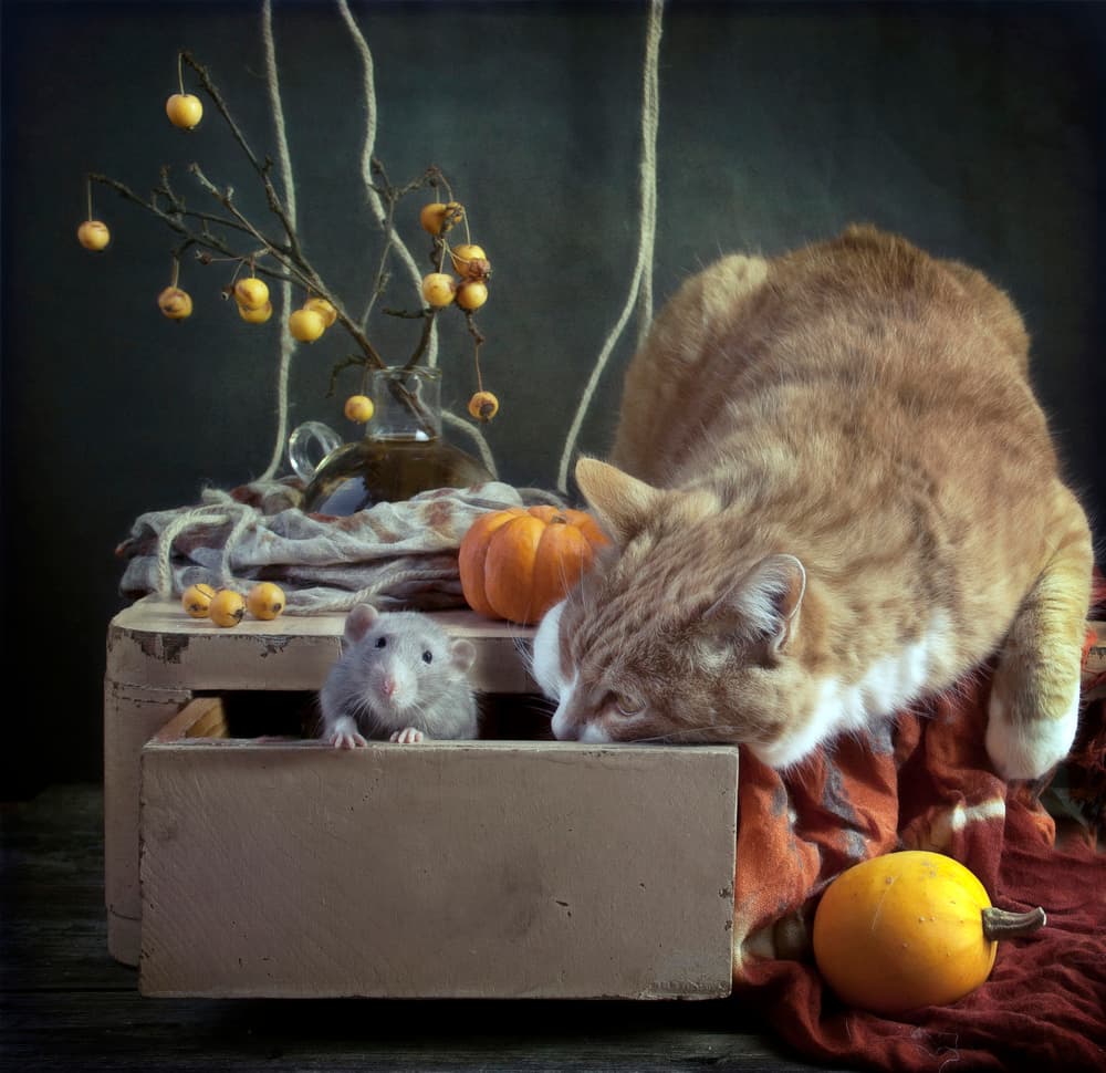 Curious Autumn Critters by Eleonora Grigorjeva — canvas wall art