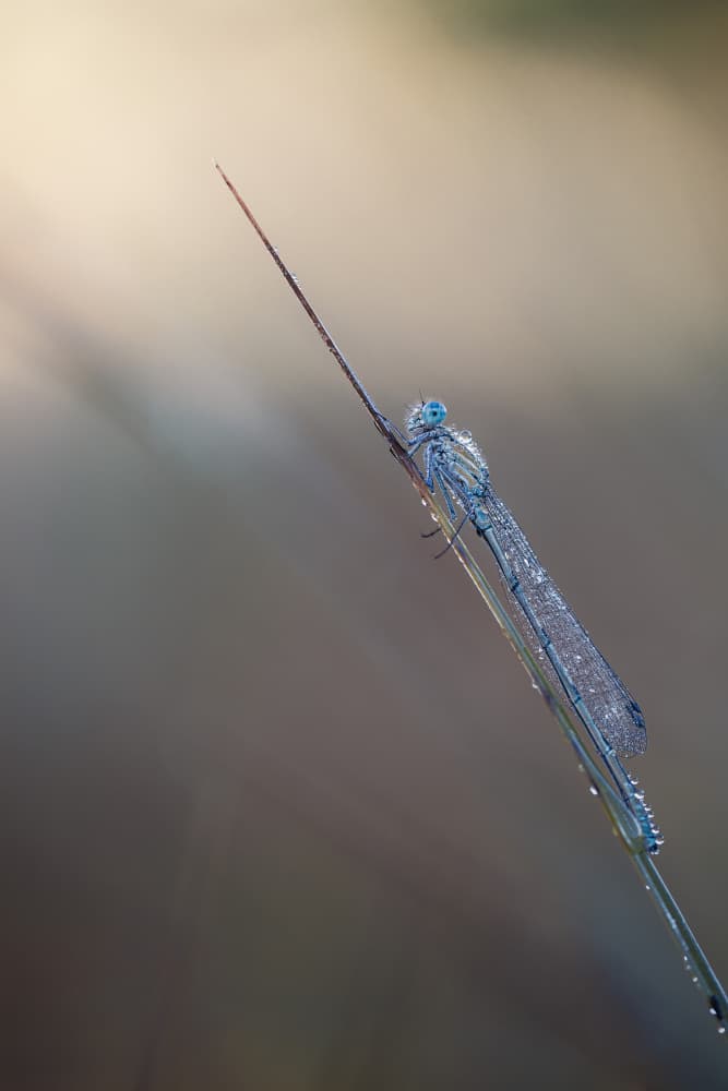 Dew Kissed Damselfly by Magnus Renmyr — canvas wall art