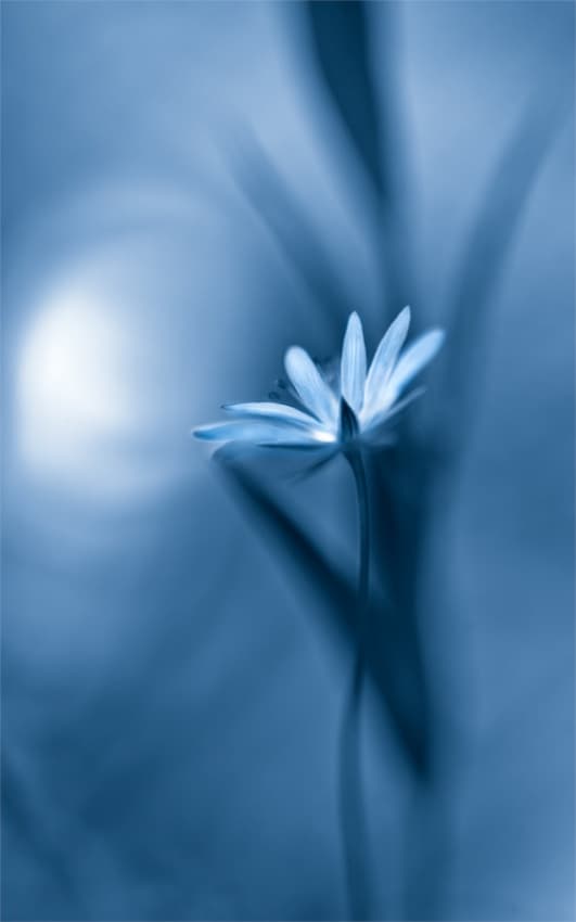 Soft Blue Bloom by Bee Thalin — canvas wall art