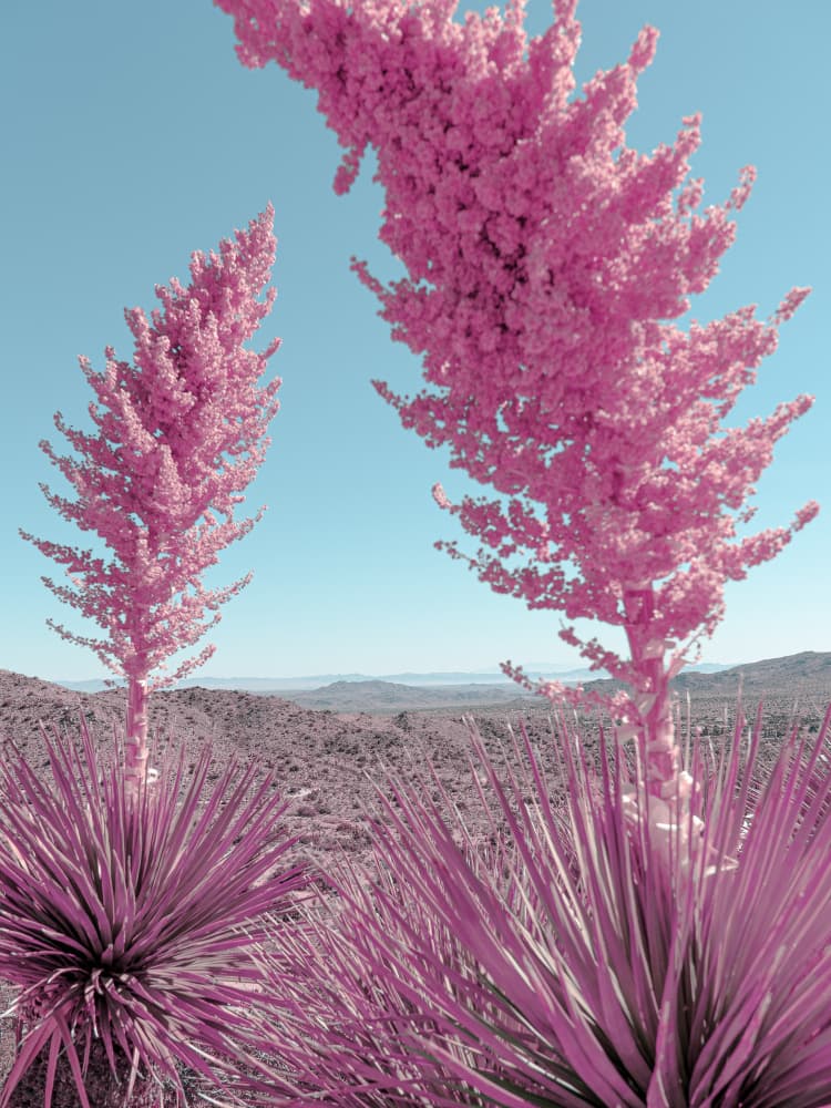 Blooming Pink Yuccas in the Mojave Desert by Tom Windeknecht — canvas wall art