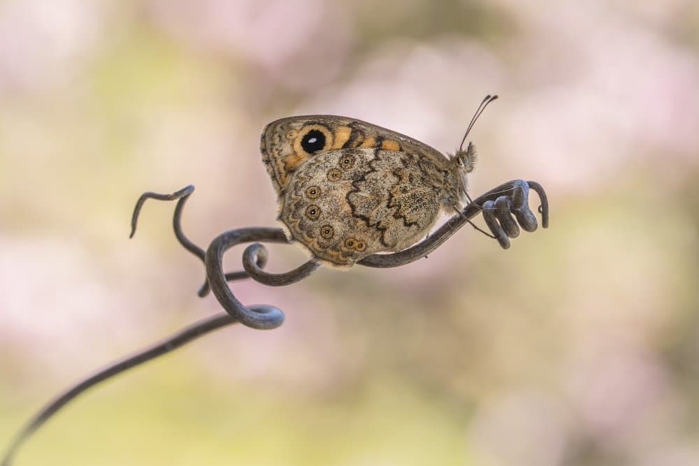 Butterfly on Tendril by Pamela Doretti — canvas wall art