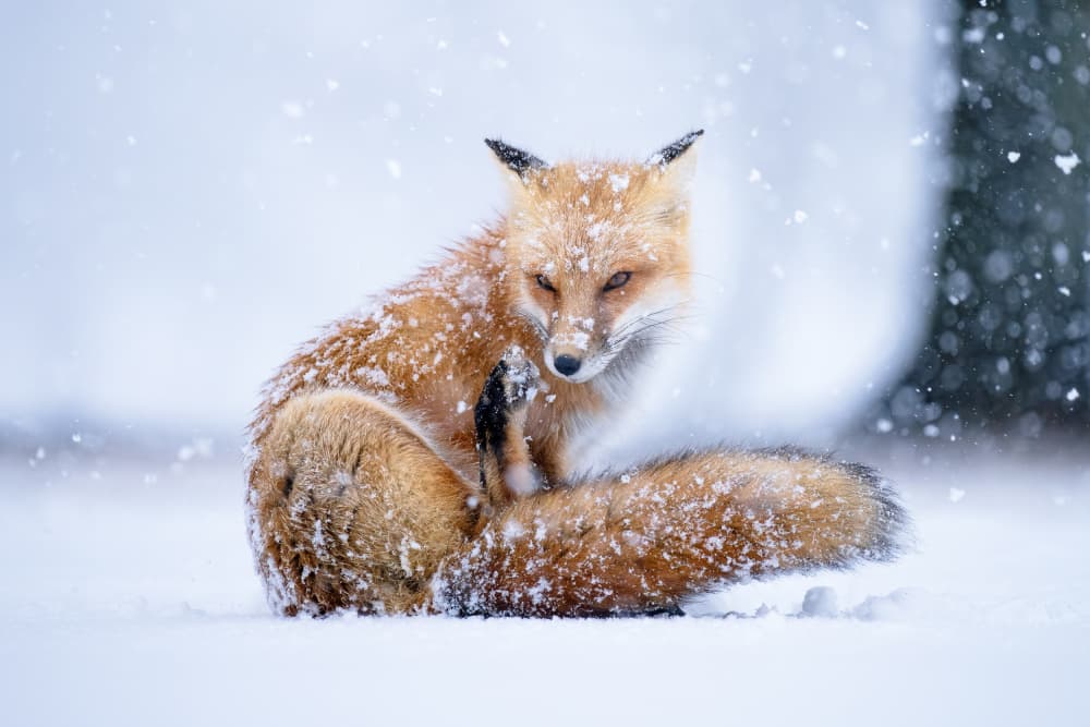 Snowy Red Fox by Johnny Chen — canvas wall art