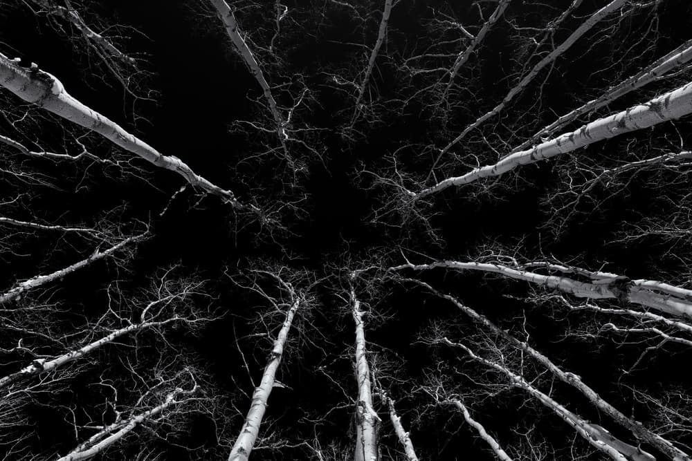 Stark Winter Canopy by James K. Papp — canvas wall art