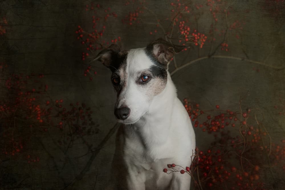 Gentle Dog Autumn Berries by Heike Willers — canvas wall art