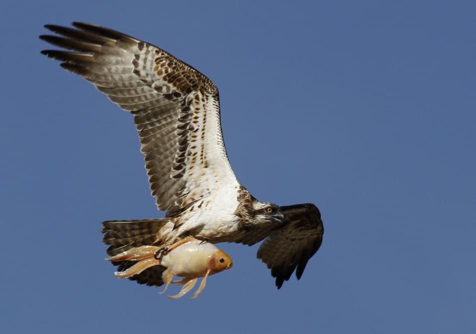 Osprey Carrying Fish by Assaf Gavra — canvas wall art