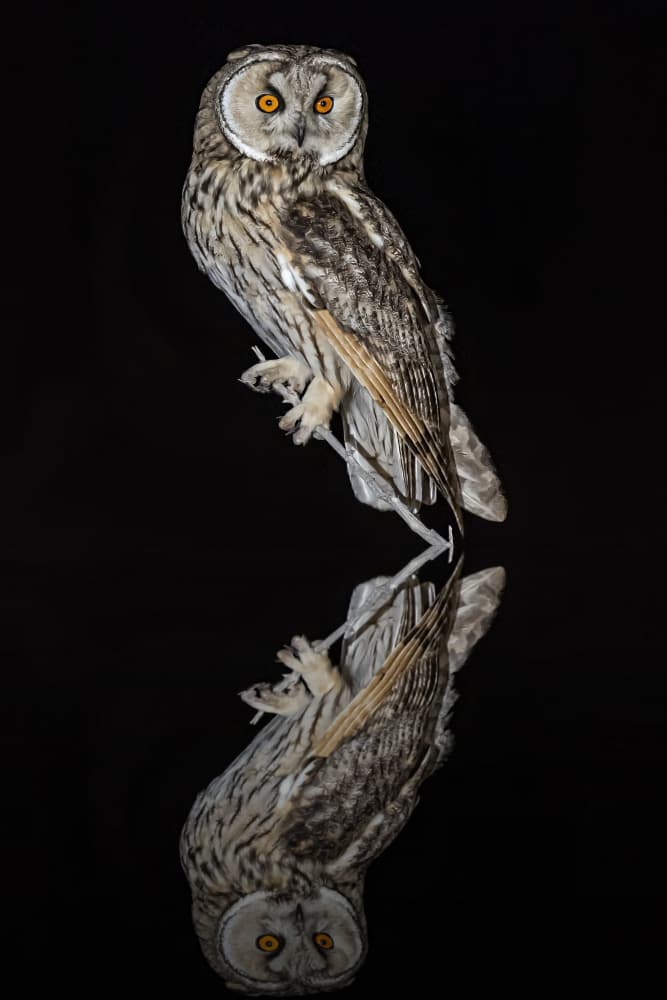 Night guest by Boris Lichtman — canvas wall art