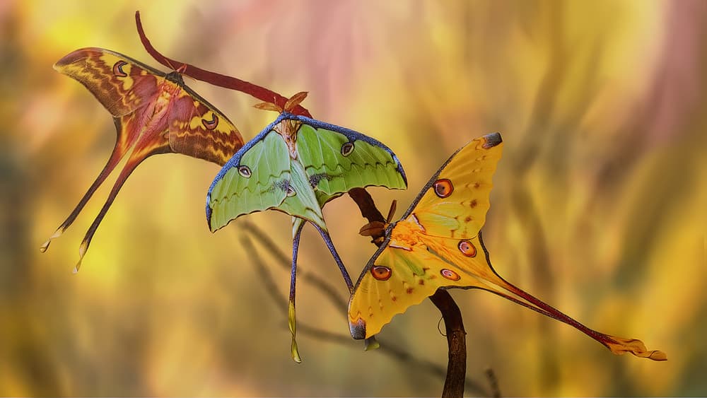Exotic Moths Trio by Jimmy Hoffman — canvas wall art